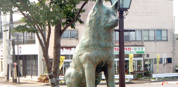ハチ公　秋田犬